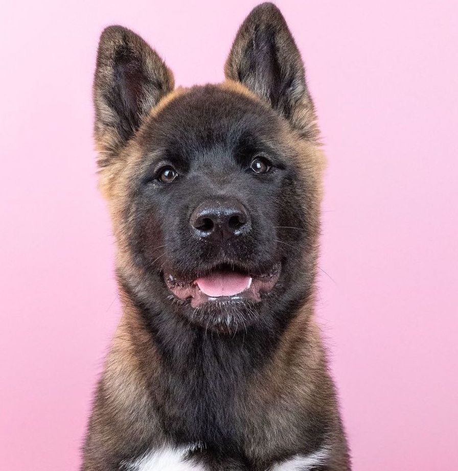 Bears Ears - Chiots disponibles - Akita americain