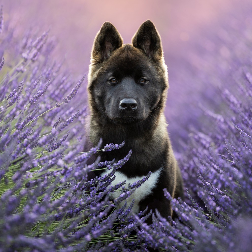Bears Ears - Chiots disponibles - Akita americain