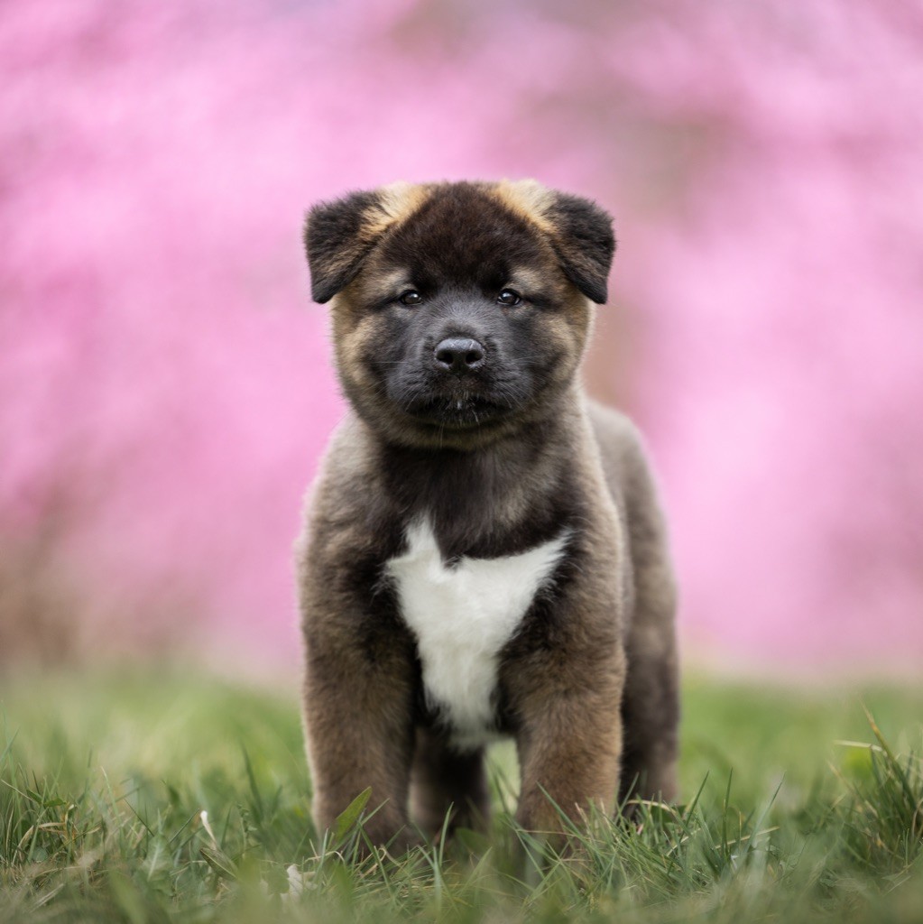 Bears Ears - Chiots disponibles - Akita americain